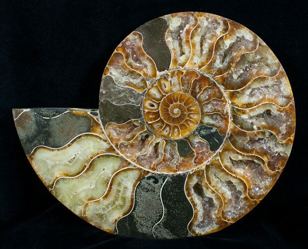 Inch Ammonite (Half) - Agate Preservation #4365